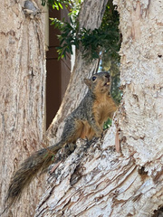 Sciurus niger