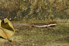 Sphenomorphus maculatus