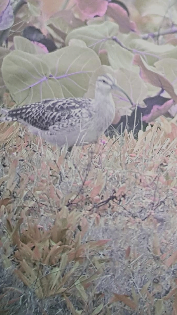Bristle-thighed Curlew (Numenius tahitiensis)