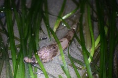 Chitonotus pugetensis