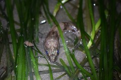 Chitonotus pugetensis