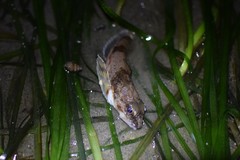 Chitonotus pugetensis