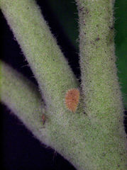 Eriococcus pohutukawa