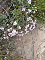 Crassula pruinosa