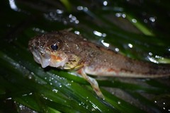 Chitonotus pugetensis