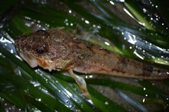 Chitonotus pugetensis