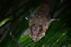 Chitonotus pugetensis