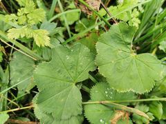 Alchemilla crinita