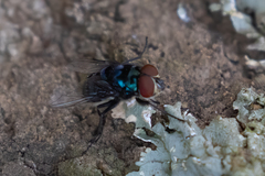 Chrysomya chloropyga