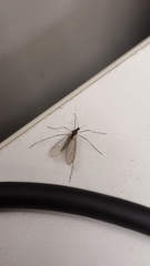 Tipulomorpha