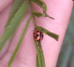 Peltoschema oceanicum