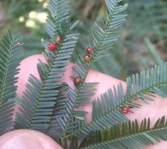 Austroacacidiplosis botrycephalae