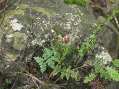 Escobaria emskoetteriana