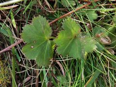 Alchemilla decumbens