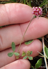 Trifolium bifidum decipiens