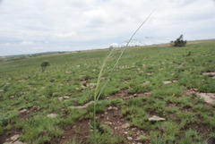 Aristida diffusa burkei