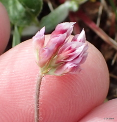 Trifolium bifidum decipiens