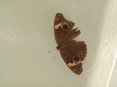 Junonia nigrosuffusa