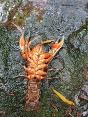 Euastacus australasiensis