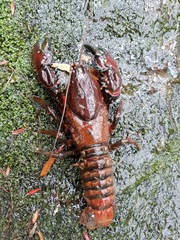 Euastacus australasiensis