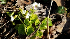 Viola macloskeyi