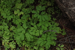 Corydalis capnoides