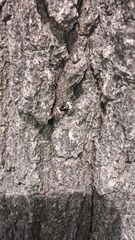 Menemerus semilimbatus