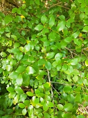 Lindera akoensis