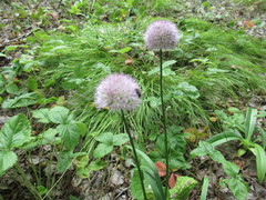 Allium splendens