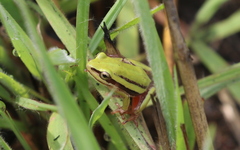 Hyperolius quinquevittatus