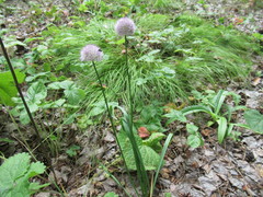 Allium splendens