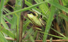 Hyperolius quinquevittatus