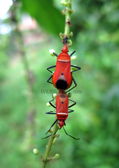 Dindymus rubiginosus