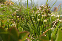 Chamorchis alpina