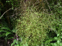 Coprosma areolata
