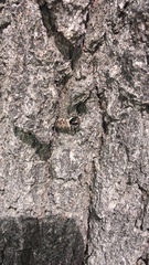 Menemerus semilimbatus