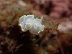 Glossodoris buko