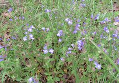 Scutellaria drummondii