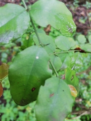 Cassinopsis ilicifolia