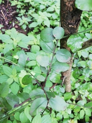 Cassinopsis ilicifolia