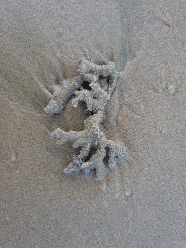 photo of Sponges (Porifera)