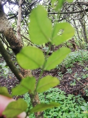 Cassinopsis ilicifolia