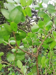 Cassinopsis ilicifolia