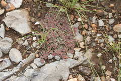 Euphorbia inaequilatera