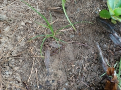 Asiomorpha coarctata