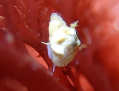 Crepipatella lingulata