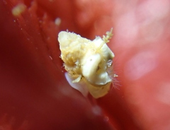 Crepipatella lingulata