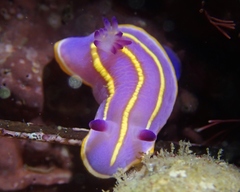 Felimida macfarlandi