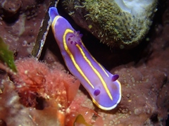 Felimida macfarlandi