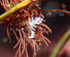Amblyosyllis